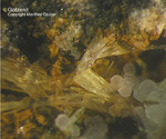Eifel Mineralien Rother Kopf Götzenit