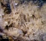 Eifel Mineralien Rothenberg Tridymit