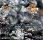 Eifel Mineralien Rothenberg Tridymit