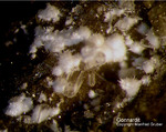 Eifel Mineralien Schellkopf Gonnardit