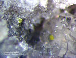 Eifel Mineralien Schellkopf Uranylvanadat