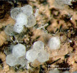 Eifel Mineralien Schellkopf Phillipsit