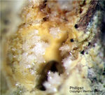 Eifel Mineralien Schellkopf Phillipsit