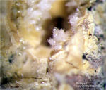 Eifel Mineralien Schellkopf Phillipsit