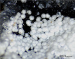 Eifel Mineralien Schellkopf Zeophyllit
