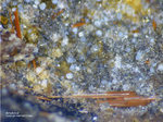 Eifel Mineralien Wannenköpfe Amphibol