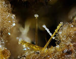 Eifel Mineralien Wannenköpfe Amphibol