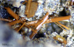 Eifel Mineralien Wannenköpfe Amphibol
