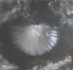 Eifel Mineralien Wannenköpfe Mullit