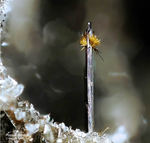 Eifel Mineralien Wannenköpfe Pseudobrookit
