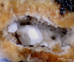 Eifel Mineralien Wannenköpfe Sodalith