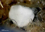 Eifel Mineralien Wannenköpfe Sodalith