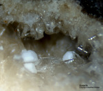 Eifel Mineralien Wannenköpfe Sodalith