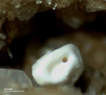 Eifel Mineralien Wannenköpfe Sodalith