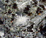 Eifel Mineralien Wingertsberg Aragonit