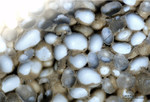 Eifel Mineralien Wingertsberg Calcit