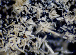 Eifel Mineralien Wingertsberg Cancrinit