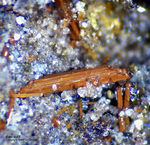 Eifel Mineralien Wingertsberg Kaersutit