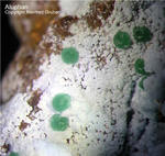 Griechenland Lavrion Mineralien Christiana Allophan
