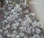 Griechenland Lavrion Mineralien Christiana Allophan