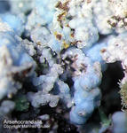 Lavrion Mineralien Christiana Arsenocrandallit
