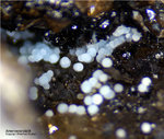 Lavrion Mineralien Christiana Arsenocrandallit