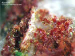 Mineralien Griechenland Lavrion Christiana Karminit