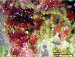 Mineralien Griechenland Lavrion Christiana Karminit