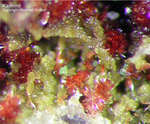 Mineralien Griechenland Lavrion Christiana Karminit