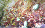 Mineralien Griechenland Lavrion Christiana Karminit