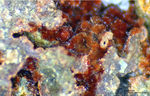 Mineralien Griechenland Lavrion Christiana Karminit