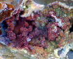 Mineralien Griechenland Lavrion Christiana Karminit