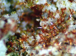 Mineralien Griechenland Lavrion Christiana Karminit