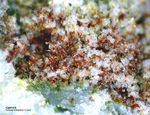 Mineralien Griechenland Lavrion Christiana Karminit