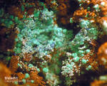 Griechenland Lavrion Mineralien Christiana Malachit