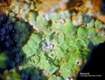 Griechenland Lavrion Mineralien Christiana Malachit