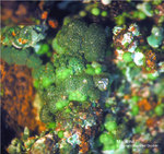 Griechenland Lavrion Mineralien Christiana Malachit