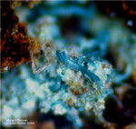 Griechenland Lavrion Mineralien Christiana Malachit
