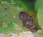 Mineralien Griechenland Lavrion Christiana Skorodit