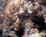 Mineralien Griechenland Lavrion Christiana Skorodit