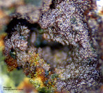 Mineralien Griechenland Lavrion Christiana Skorodit