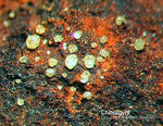 Griechenland Lavrion Mineralien Exi Chlorargyrit