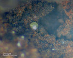 Griechenland Lavrion Mineralien Exi Chlorargyrit