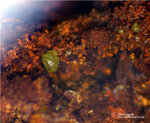 Griechenland Lavrion Mineralien Exi Chlorargyrit