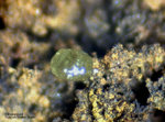 Griechenland Lavrion Mineralien Exi Chlorargyrit