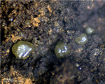 Griechenland Lavrion Mineralien Exi Chlorargyrit