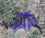 Mineralien Griechenland Lavrion Hilarion Azurit