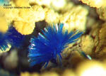 Mineralien Griechenland Lavrion Hilarion Azurit