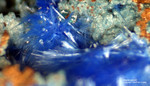 Mineralien Griechenland Lavrion Hilarion Azurit