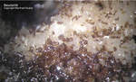 Mineralien Griechenland Lavrion Hilarion Beudantit